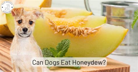 can dogs have honey dew? Actually, let’s explore the fascinating world of canine nutrition and what treats might be safe for our furry friends to enjoy.